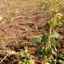 Yaban Domuzları Ayçiçek Tarlasına Zarar Verdi
