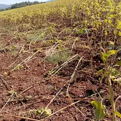 Yaban Domuzları Ayçiçek Tarlasına Zarar Verdi