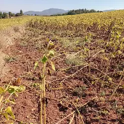 Yaban Domuzları Ayçiçek Tarlasına Zarar Verdi