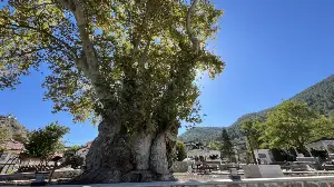 Taraklı'da Tarihi Park Yenileniyor!