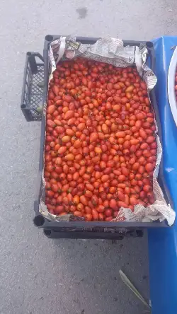 Kuşburnu toplayanlar zengin mi oluyor?