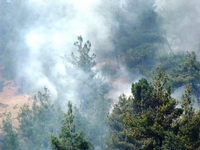 Taraklı'da Orman Yangını