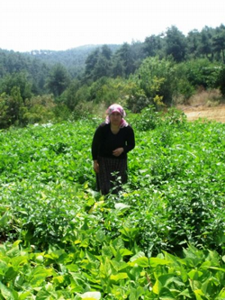 Hacıyakup Köyünde Sebze Yetişiricisi Umutlu