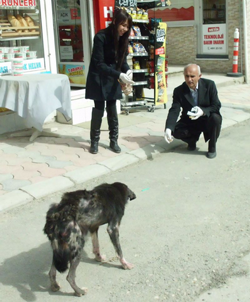Taraklı’da Sokak Köpeklerine Uyuz Aşısı Yapıldı