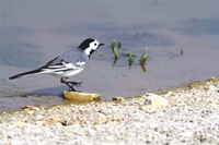 Taraklı'daki Kuşların Rota, Tür ve Sayıları Hakkında Çalışma Yapılıyor