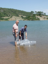 2 Gölede 7 bin Aynalı Sazan Balığı Bırakıldı