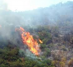 Çıkan Yangında Yaklaşık 1 Hektarlık Alan Zarar Gördü