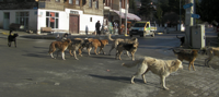 Başıboş Sokak Köpekleri Tehlike Saçıyor