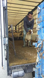 Genç Çiftçilere Koyun Desteği