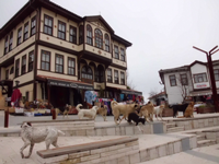 Sakinşehir’de Gündem:KÖPEKLER