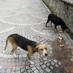 Taraklı Belediyesi sokak hayvanlarına yiyecek bırakıyor