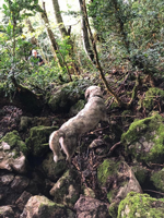 150 metre yükseklikte Kayalıkta Mahsur Kalan Köpeğe Müthiş Kurtarma Operasyonu