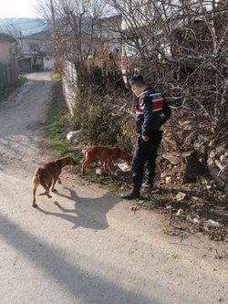 Jandarma Sokak Hayvanlarına yiyecek bıraktı