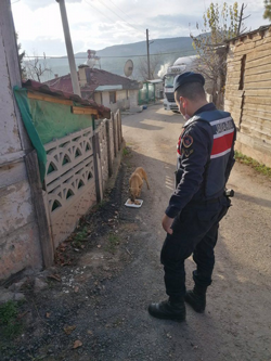 Jandarma Sokak Hayvanlarına yiyecek bıraktı