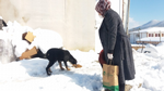 Belediye Ekipleri Sokak Hayvanlarna Yiyecek Bırakıyor