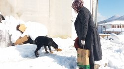 Belediye Ekipleri Sokak Hayvanlarna Yiyecek Bırakıyor