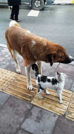 Kedi Köpeğin Dostluğu