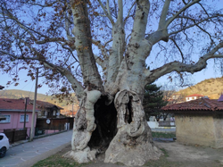 700 yıllık ağacın hikayesi
