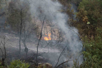 Taraklı'daki yangın 3 buçuk saat sonra kontrol altına alındı